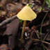 Entoloma murraii 'Yellow Unicorn Entoloma'